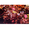 LUDWIGIA SUPER RED