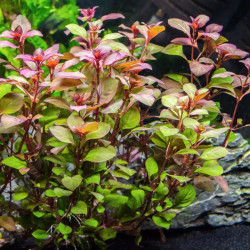 LUDWIGIA SUPER RED