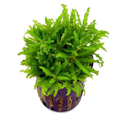 POGOSTEMON HELFERI / ETOILE DE HELFER