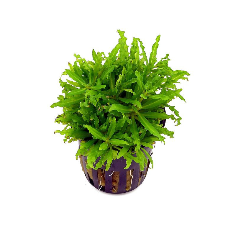 POGOSTEMON HELFERI / ETOILE DE HELFER POGOSTEMON HELFERI / ETOILE DE HELFER