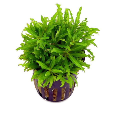 POGOSTEMON HELFERI / ETOILE DE HELFER