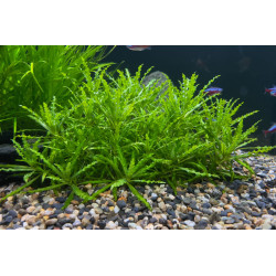 POGOSTEMON HELFERI / ETOILE DE HELFER