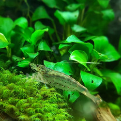 CARIDINA MULTIDENTATA / JAPONICA AMANO