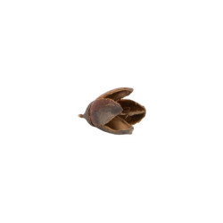 10 FRUITS SECS LAGERSTROEMIA PARVIFLORA