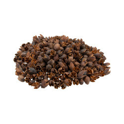 10 FRUITS SECS LAGERSTROEMIA PARVIFLORA