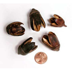 10 FRUITS SECS LAGERSTROEMIA PARVIFLORA