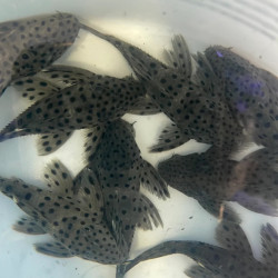 PLECO SULTAN / L264 LEPORACANTHICUS JOSELIMAI