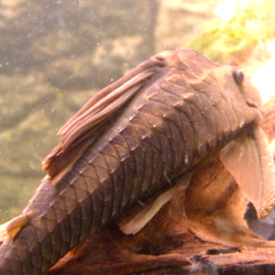 L310 LDA051 HYPOSTOMUS COCHLIODON /  RUSTY PLECO BASILISKO