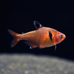 HYPHESSOBRYCON CALLISTUS / TETRA JOYAU / TETRA SERPAE / HYPHESSOBRYCON EQUES