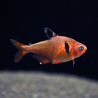 HYPHESSOBRYCON CALLISTUS / TETRA JOYAU / SERPAE