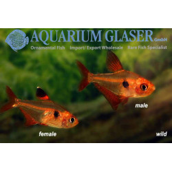 MEGALAMPHODUS SWEGLESI / TETRA FANTOME ROUGE / HYPHESSOBRYCON SWEGLESI