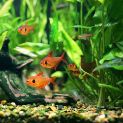 Lot de 3* MEGALAMPHODUS SWEGLESI / TETRA FANTOME ROUGE