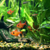 MEGALAMPHODUS SWEGLESI / TETRA FANTOME ROUGE 3-4cms