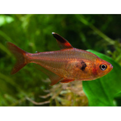 MEGALAMPHODUS SWEGLESI / TETRA FANTOME ROUGE 3-4cms