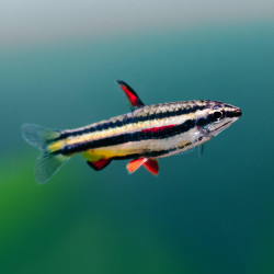 NANNOSTOMUS MARGINATUS / POISSON CRAYON NAIN