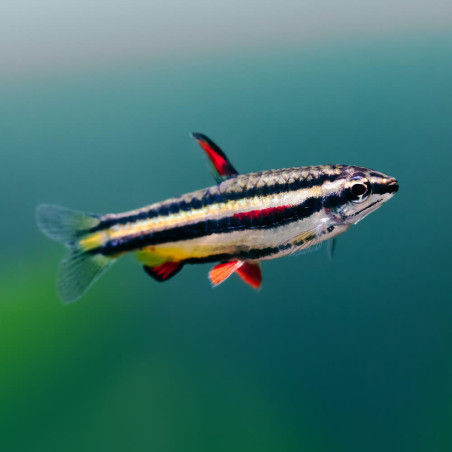 NANNOSTOMUS MARGINATUS / POISSON CRAYON NAIN