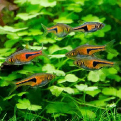 TRIGONOSTIGMA ESPEI / RASBORA ESPEI / RASBORA DE LAMBCHOP