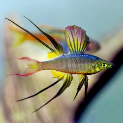 IRIATHERINA WERNERI / ARC EN CIEL FILIGRANE