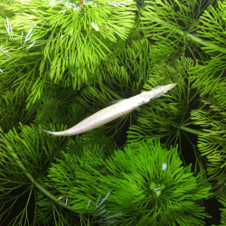 DERMOGENYS PUSILLUS WHITE 3-4 CMS/ DEMI BEC MALLAIS