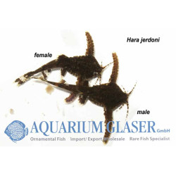 HARA JERDONI / POISSON CHAT ARCHER
