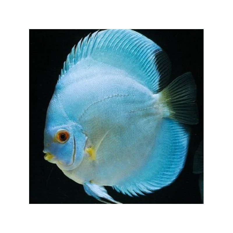 DISCUS BLUE DIAMOND 10-12 cms