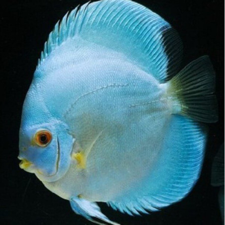 DISCUS BLUE DIAMOND 10-12 cms