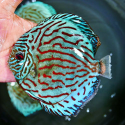 DISCUS BRILLANT TURQUOISE