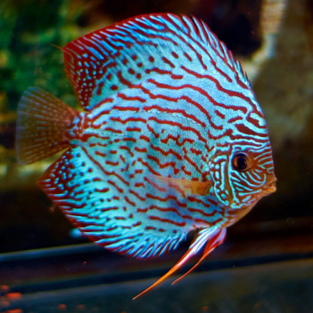 DISCUS BRILLANT TURQUOISE 10-12cms