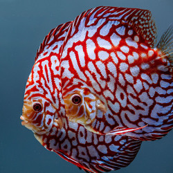 DISCUS CHECKERBOARD 10-12 cms