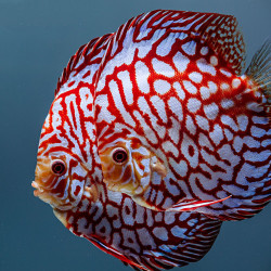DISCUS CHECKERBOARD