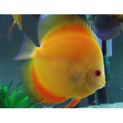 DISCUS RED MELON 10-12cms