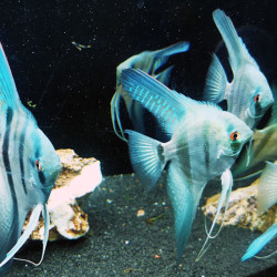 PTEROPHYLLUM SCALARE BLUE DIAMOND