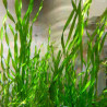 VALLISNERIA TORTIFOLIA OU CORKSCREW