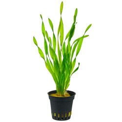 VALLISNERIA SPIRALIS / VALLISNERIA TORTIFOLIA / VALLISNERIA CORKSCREW
