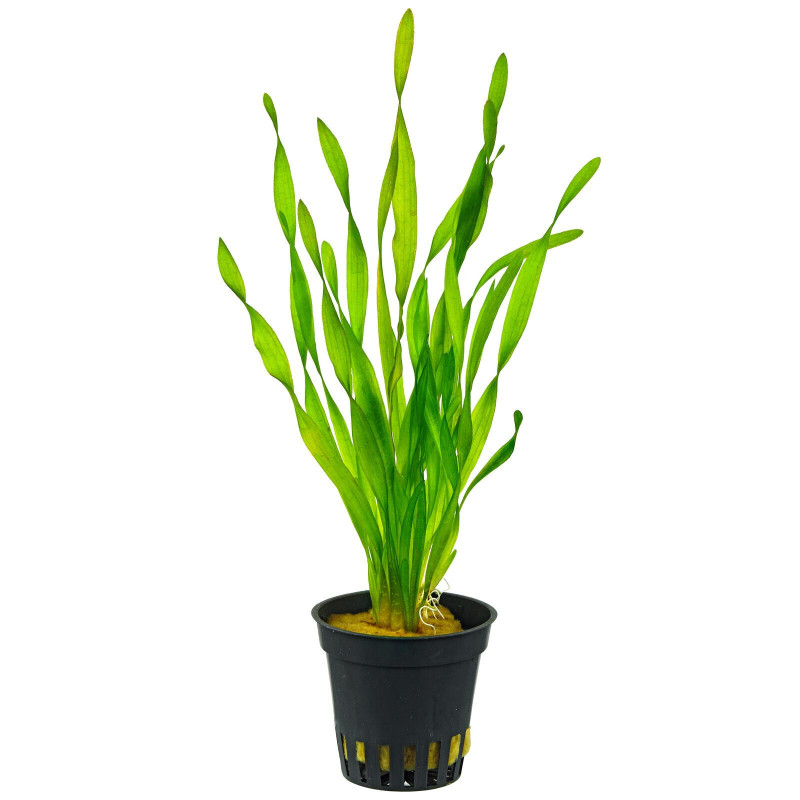 VALLISNERIA SPIRALIS / VALLISNERIA TORTIFOLIA / VALLISNERIA CORKSCREW VALLISNERIA SPIRALIS / VALLISNERIA TORTIFOLIA / VALLISNERIA CORKSCREW