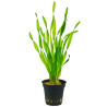 VALLISNERIA TORTIFOLIA OU CORKSCREW