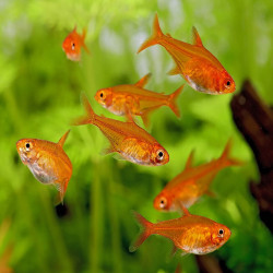 HYPHESSOBRYCON AMANDAE / TETRA AMANDAE / TETRA ETINCELLE / TETRA AMANDE