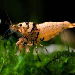 CARIDINA CANTONESIS TIBEE