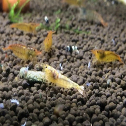 CARIDINA CANTONESIS TIBEE