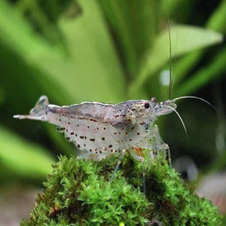 CARIDINA MULTIDENTATA / JAPONICA AMANO