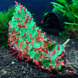 CARIDINA CANTONESIS SUPER RED CRISTAL/ SRC