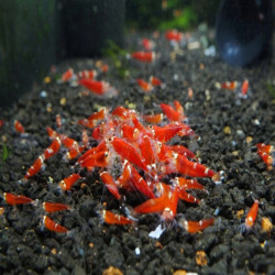 CARIDINA CANTONESIS SUPER RED CRISTAL/ SRC