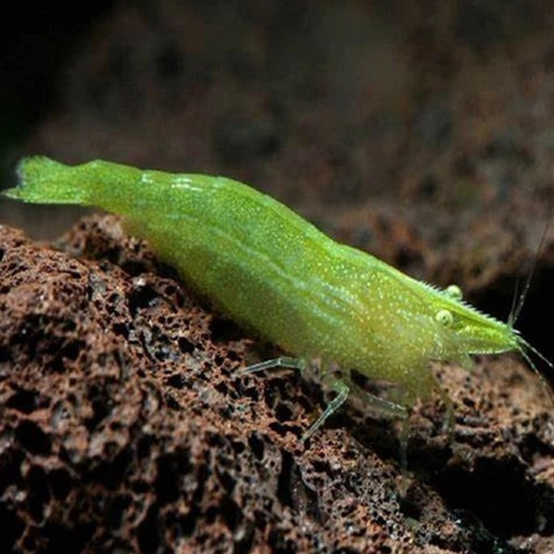 BABAULTI GREEN / CREVETTE VERTE DES INDES