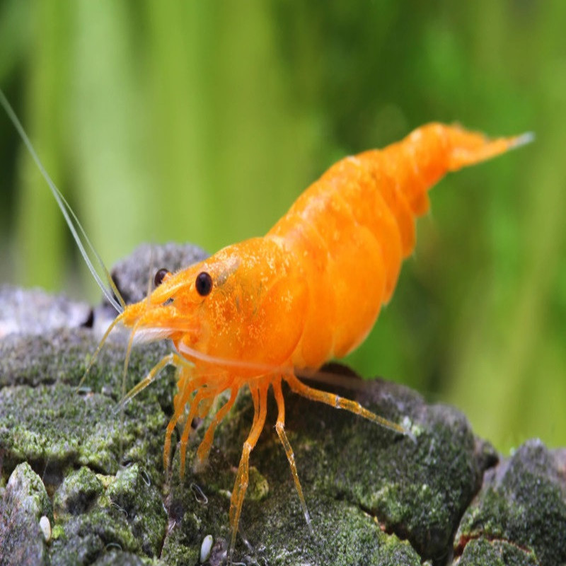 NEOCARIDINA DAVIDI SAKURA ORANGE / SUNKIST 1cm