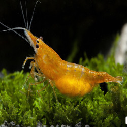 NEOCARIDINA DAVIDI SAKURA ORANGE / SUNKIST 1cm