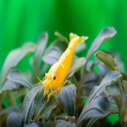 NEOCARIDINA YELLOW NEON