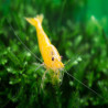 NEOCARIDINA DAVIDI YELLOW NEON / FIRE