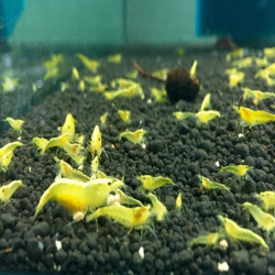 NEOCARIDINA YELLOW NEON