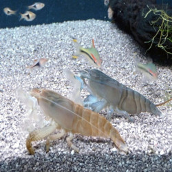 ATYOPSIS GABONENSIS / CREVETTE DU GABON