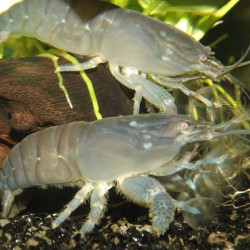 ATYOPSIS GABONENSIS / CREVETTE DU GABON